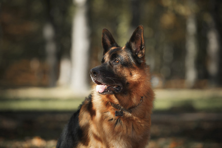 狗品种德国牧羊犬