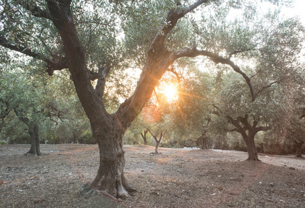 橄榄树和阳光
