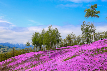 景观与粉红色的花朵上了山，泷上，北海道