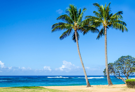 在夏威夷的波伊普沙滩上 Cococnut 棕榈树