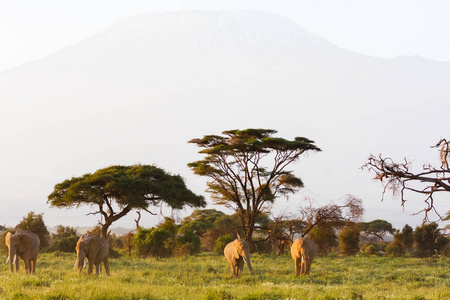 景观与动物。山和大象，肯尼亚