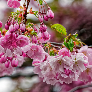 日本开花樱花樱花