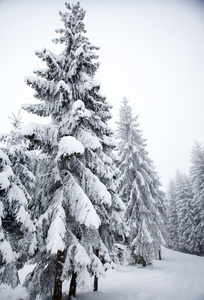 冬季景观与雪杉树