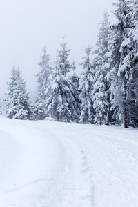 冬季景观与雪杉树