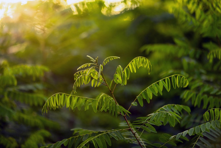 鲜绿色的植物在户外