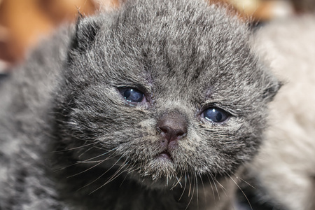 小两周猫