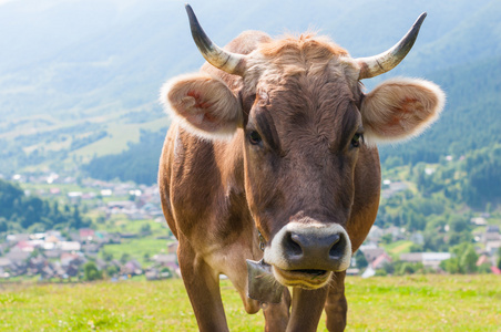 在一个绿色夏季草甸的搞笑牛。背景模糊