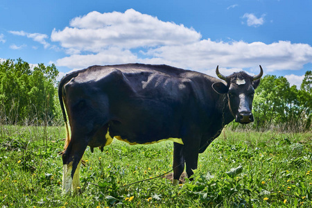 在一片绿色的草地上放牧的黑母牛