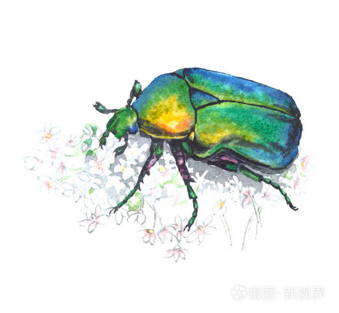 玫瑰金龟子 (cetonia 子) 与白色的花.白色背景上的水彩插图