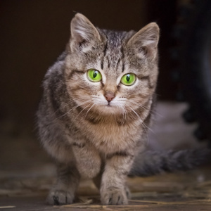 灰色条纹的小猫，长着绿色的眼睛
