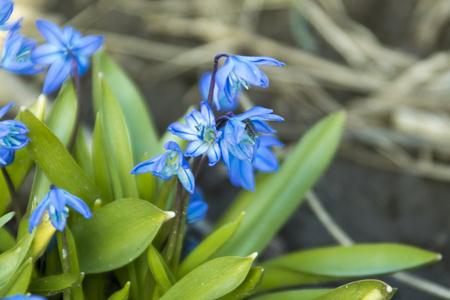 蓝色的第一个春天的花朵