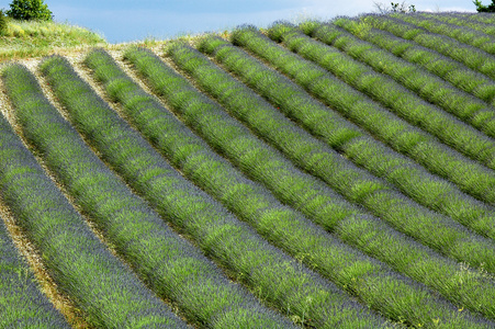 Valensole 的薰衣草田