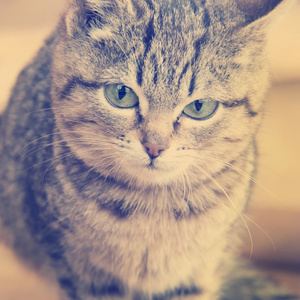 灰色条纹的小猫，长着绿色的眼睛