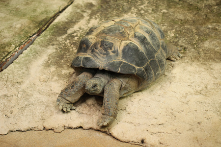阿尔达布拉巨龟