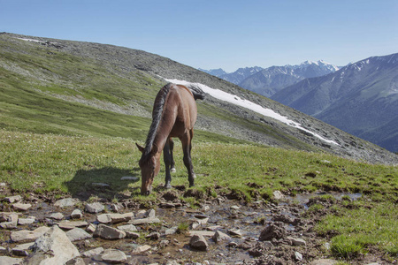 在阿尔泰山脉的马。俄罗斯风景画
