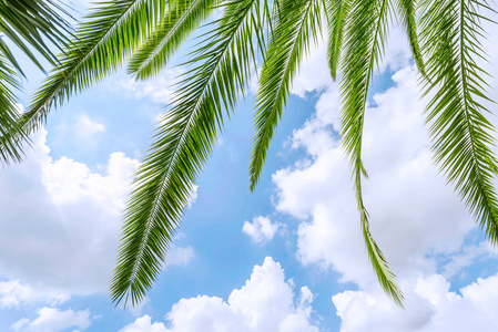 棕榈树上的叶子在蓝色的天空下