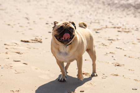 帕格狗在沙滩上