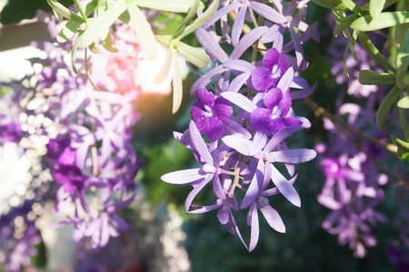 盛开的紫色的花，在自然与阳光