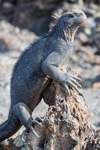 加拉帕戈斯群岛海洋鬣蜥