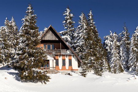 冬季景观与雪杉树