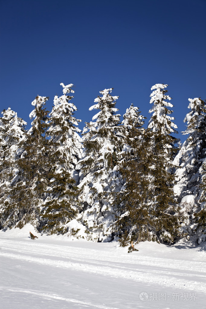 冬季景观与雪杉树
