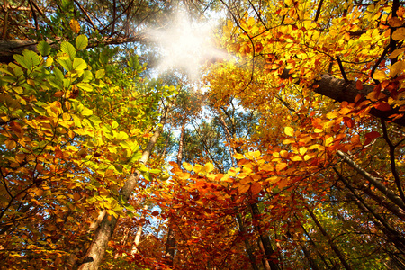 在多彩的秋天的树林在树丛中的日出