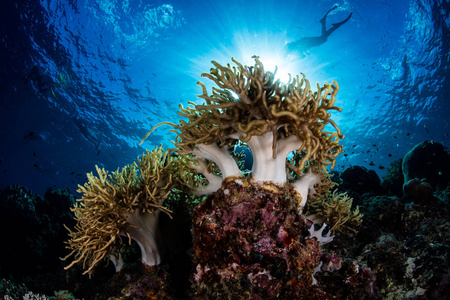 软珊瑚和蓝色水在印度尼西亚