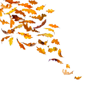 秋季橡树叶子