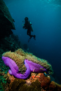 潜水员蓝色水潜水布纳肯印度尼西亚海礁海洋
