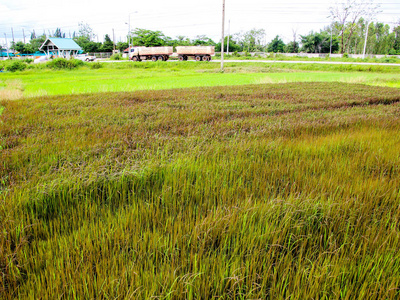 绿色的田野，黑水稻背景