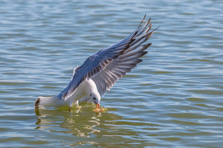 坐在海面试图抓住食物在飞行中的白鸥
