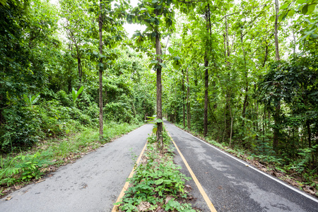 在森林里的路