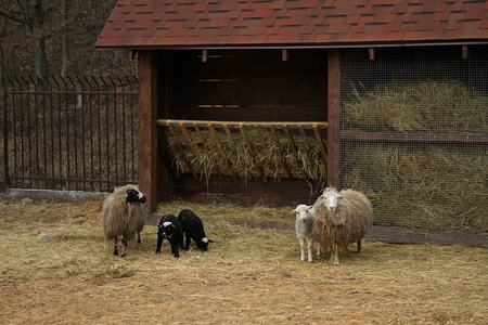 与经理牛农场附近的羔羊羊家庭