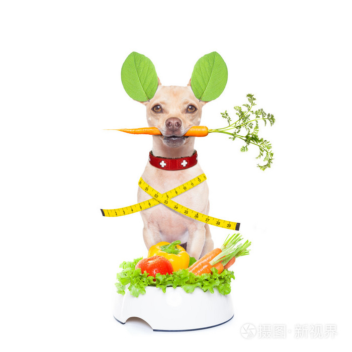 健康的饿狗