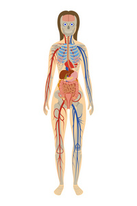 人体解剖学的女人在白色背景上的插图
