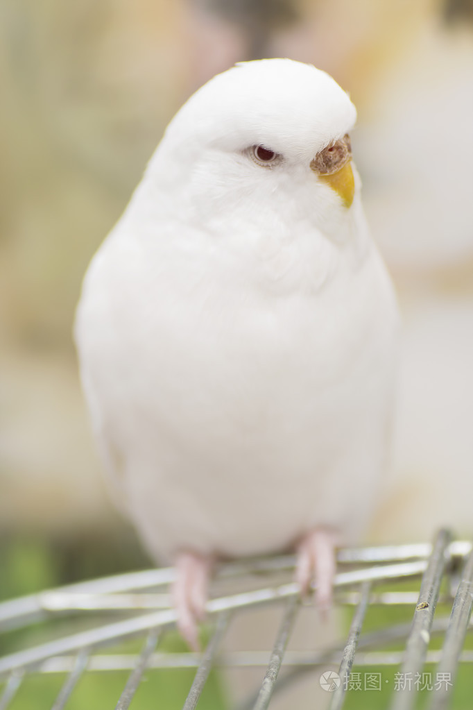 白鹦鹉