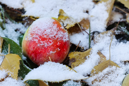 在第一场雪下的苹果