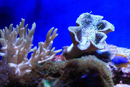 海洋水族馆背景