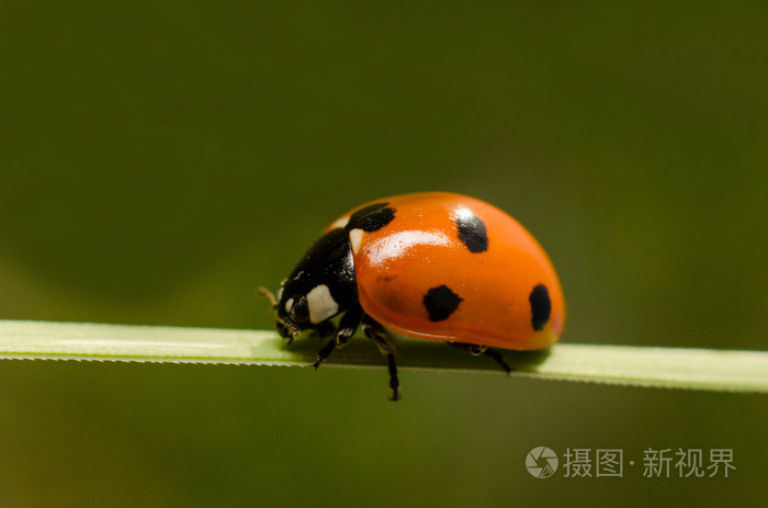 红瓢虫在绿色草地上,特写镜头模糊