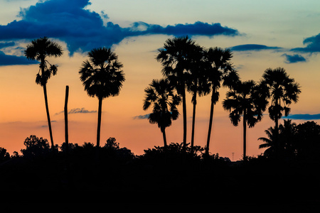 在黄昏的天空上的棕榈树的剪影