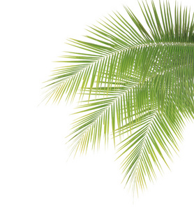 孤立在白色背景上的绿色椰子叶帧