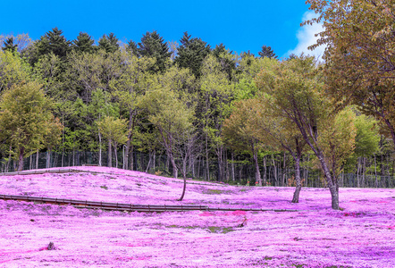 景观与粉红色的花朵上了山，泷上，北海道