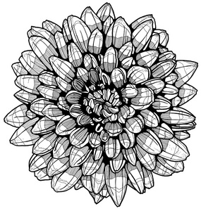 黑与白的手绘图形的花