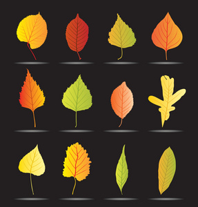 秋天树叶背景和图标