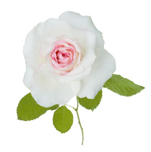孤立在白色背景上的玫瑰特写