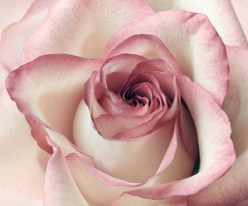 粉色和白色的玫瑰背景