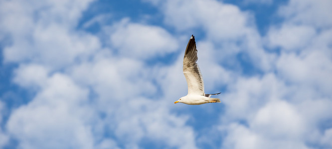 在湛蓝的天空，洁白的云朵上向左飞行的海鸥