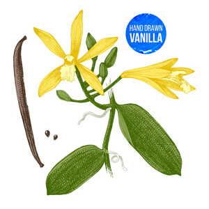 香草植物手绘制植物插图图片