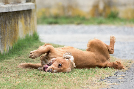 年轻小狗的狗英国可卡犬在草地上运行时