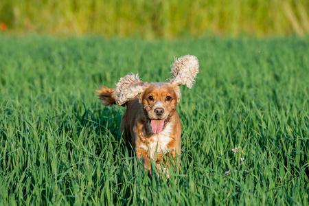 年轻小狗的狗英国可卡犬在草地上运行时